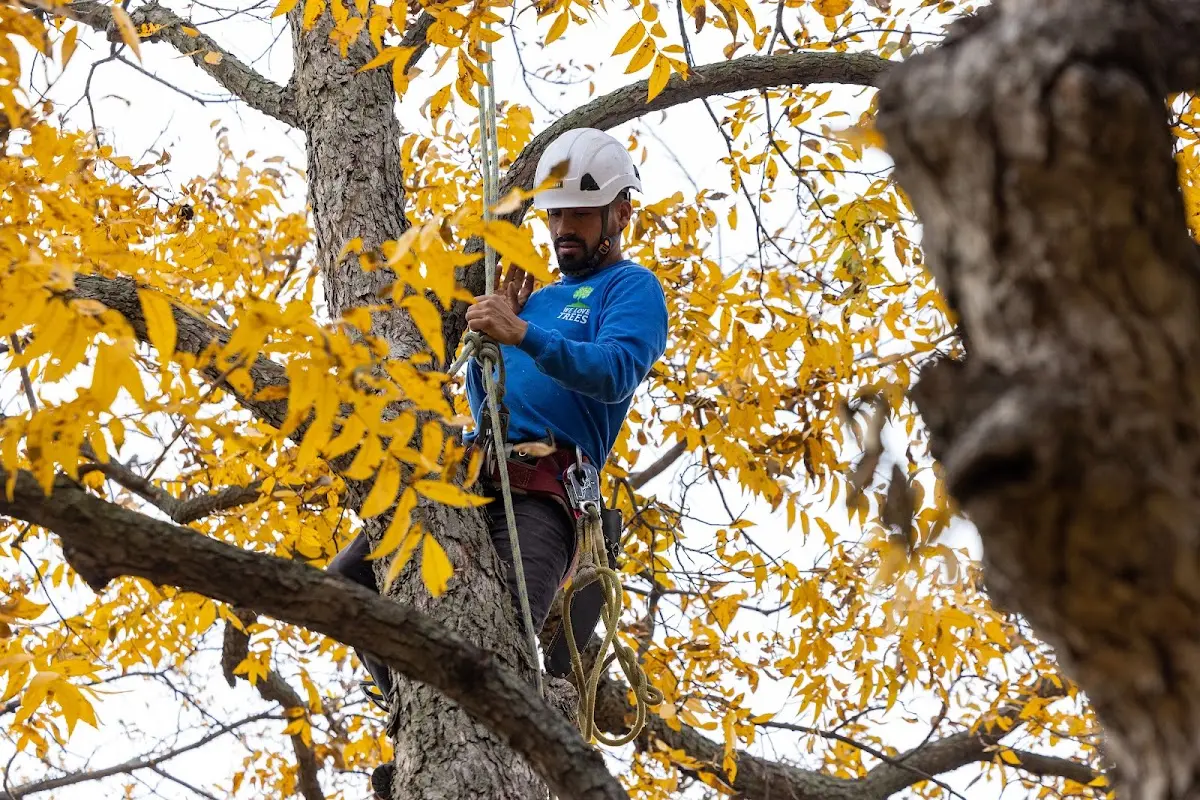 Skilled Tree Planting crew working in Steuben